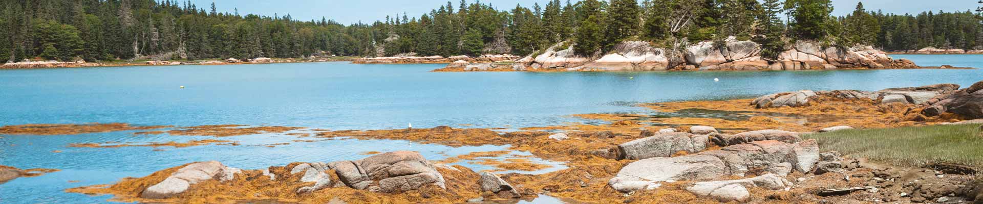 Great Wass Island tidepool shore